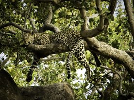 Rick Reda - Napping Leopard