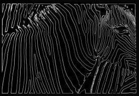 Rick Reda - Zebras