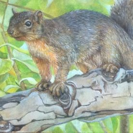 Friendly Squirrel - Chong Teasley