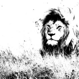 Rick Reda - Lyin Lion