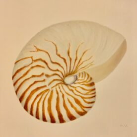 Maggie Hillen - Nautilus Shell