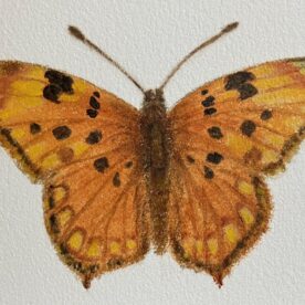 Orange Butterfly - Maggie Hillen