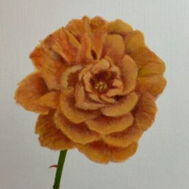 Orange Rose - Maggie Hillen