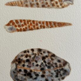 Two Auger, One Cowrie - Maggie Hillen