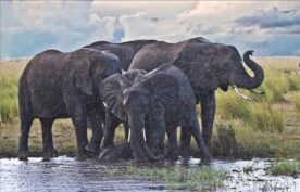 Elephants in the Rain